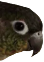 zeusbirdyoshi