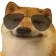 dogguglasses_elac