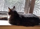 Cat_stare