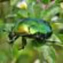 EVILGREENBEETLE