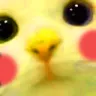 PICAT_CUTE PICAT_CUTE