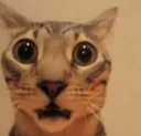 shockedcat shockedcat