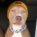 lightskindog Discord emoji