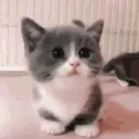 meow meow