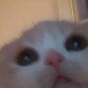 cat_peaks Discord emoji