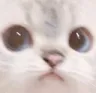 catbad