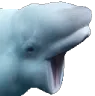 pogpoise