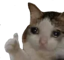 9109_Sad_Cat_Thumbs_Upmin Discord Emoji