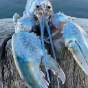 lobter lobter
