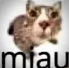 miau2
