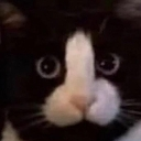 gatopija Discord emoji