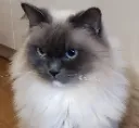 kahlua_mad