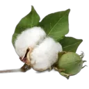 2cotton