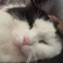 sillyareah sillyareah