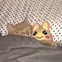 catsleep