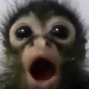 monkeypog