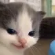 cat_evil