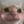cat_happy