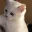 cat_slap2