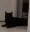 cat_putback