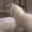 cat_twerk2