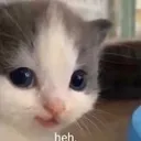 cat_hehe cat_hehe