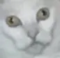 catLuna