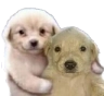 MS_Panas Discord emoji
