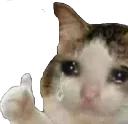 cat_OKcwy