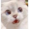 JK_wtf2 Discord emoji