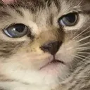 cat_no cat_no