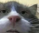cat_stare_closelook