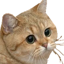 EH_cat_staring Discord emoji