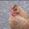 galloceja_FDB Discord emoji