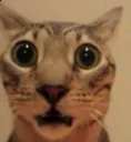 catsurprised