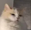 Cat Cat