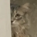 stare