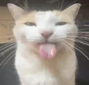blehhh