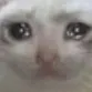 cryingcat82 Discord Emoji