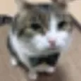 GatoFino