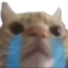 Catcri catcri Discord Emoji