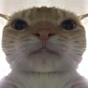 catstare Discord Emoji