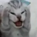 ICE_meoaaaa