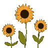 sunflwers sunflwers