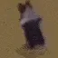 catSpin
