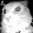 SniffinKitty Discord Emoji