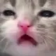 corp_whomstcat Discord Emoji