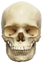 dominusskull