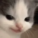 hehecat