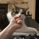 3501catunimpressedsniff Discord Emoji